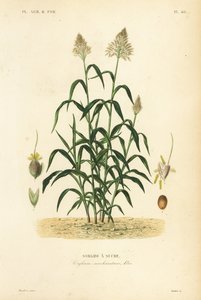 Sorgo, mijo grande, durra, jowari o milo, Sorghum bicolor, Sorghum saccharatum