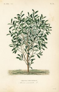 Guanábana, Annona muricata de Unbekannt