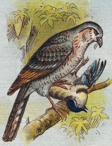 Gorrión. Grabado en "Alphabet de ma petite fille". Bernardin-Bechet y Fils, libreros-editores, París, alrededor de 1895. Álbum irrompible sobre lienzo. Biblioteca de Bebés. 12 páginas. Álbum que contiene un método de lectura y un abecedario ilustrado. Dim: de Unbekannt