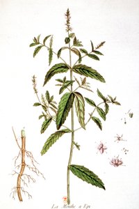 Menta verde