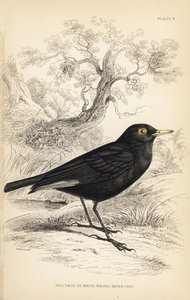 Tirano de anteojos, Hymenops perspicillatus (Charlatán de anteojos o de alas blancas, Perspicilla leucoptera). Grabado en acero coloreado a mano por William Lizars a partir de una ilustración de William Swainson de la Naturalist