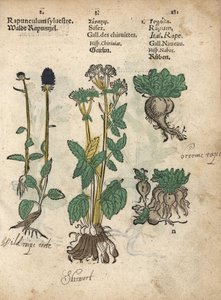Rampa de espiga, Phyteuma spicatum, skirret, Sium sisarum, y nabo, Brassica rapa. Grabado en madera coloreado a mano de una ilustración botánica del Krauterbuch, o Herbal, de Adam Lonicer, Fráncfort.