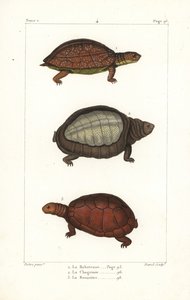 Tortuga de patas moteadas, Rhinoclemmys punctularia 1, tortuga india de caparazón blando, Lyssemys punctata 2, y tortuga norteafricana de casco, Pelomedusa subrufa olivacea. Grabado en cobre coloreado a mano por David a partir de una ilustración de Jean-Ga