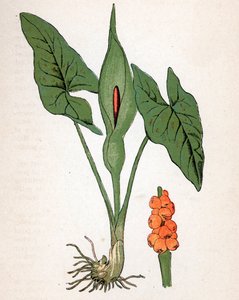 Goleta manchada (Arum maculatum o Chandelle, Veal