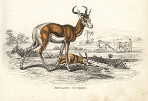 Springbok, Antidorcas marsupialis (Antílope euchore). Litografía coloreada a mano de la Galería de Historia Natural de Georg Friedrich Treitschke, Naturhistorischer Bildersaal des Thierreiches, Liepzig-1842. de Unbekannter Künstler