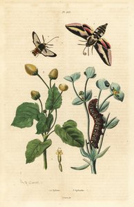 Polilla esfinge de la lechetrezna y oruga, polilla avispa y planta del dolor de muelas de Unbekannt