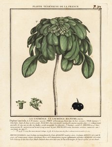Spurge Laurel, Daphne Laureola.