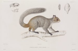 Ardilla