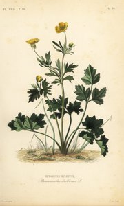 San de Unbekannt