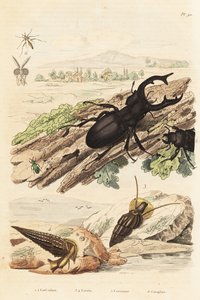 Escarabajo ciervo, Lucanus cervus 1, moluscos Cerithium sulcatum y Rhinoclavis aspera 3,4, Cerocoma elateroides 5 y avispa Keroplatus tipuloides 6 de Unbekannt