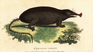 Topo de nariz estrellada, Condylura cristata.,1800 (grabado) de Unbekannter Künstler