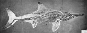 Stenopterygius megacephalus (El Ictiosaurio de Oxford) encontrado cerca de Stuttgart, Alemania, Período Lias Superior