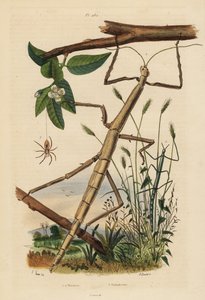 Insectos palo o fásmidos, Carausius morosus y Clonopsis gallica, y araña cangrejo errante, Philodromus aureolus de Unbekannt