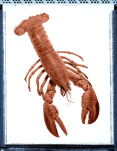 Naturaleza muerta de langosta de Unbekannt