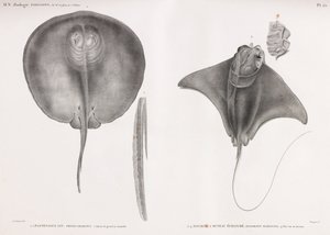 Mantarraya, frente y dorso