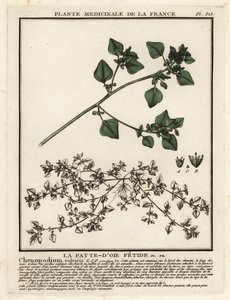 La pata de ganso apestosa, Chenopodium vulvaria. de Unbekannter Künstler