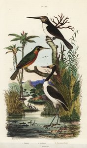 Cigüeña, Jabiru mycteria, jacamar colirrufo, Galbula ruficauda y jacamar de tres dedos, Jacamaralcyon tridactyla de Unbekannt