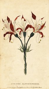 Alstroemeria rayada, Alstroemeria ligtu. , 1800 (grabado) de Unbekannter Künstler