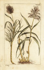 Caña de azúcar, Saccharum officinarum. de Unbekannter Künstler