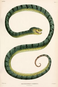 Víbora de foso de Sumatra, Indonesia de Unbekannter Künstler