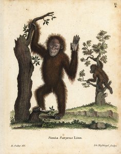 Orangután de Sumatra, Pongo abelii. En peligro crítico de extinción. Grabado en cobre coloreado a mano según una ilustración de R. Oakes de Johann Christian Daniel Schreber