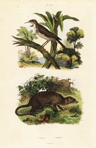 Pájaro del sol y suricata, 1834-1839 (grabado) de Unbekannter Künstler