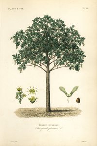 Arce sicómoro, Acer pseudoplatanas de Unbekannt