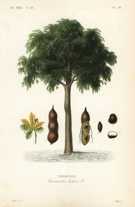 Árbol de tamarindo, Tamarindus indica de Unbekannt