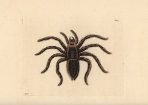 Araña lobo tarántula, Lycosa tarantula (Araña tarántula, Aranea tarantula). Ilustración dibujada y grabada por Richard Polydore Nodder. Grabado en cobre coloreado a mano de George Shaw y Frederick Nodder, The Naturalist