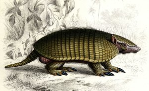 Encoubrt armadillo (Dasypus sexeinetus), mamíferos edentes. En el "Dictionnaire universel d