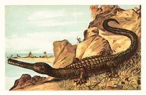 Teleosaurus cadomensis, especie extinta de cocodrilo marino.1908 (litografía) de Unbekannter Künstler