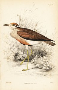 Cursorius temminckii (mensajero del Senegal, Tachydromus senegalensis). Grabado en acero coloreado a mano por William Lizars según William Swainson de la Naturalist