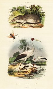 Tenrec, cigüeña y tábano, 1834-1839 (grabado) de Unbekannter Künstler