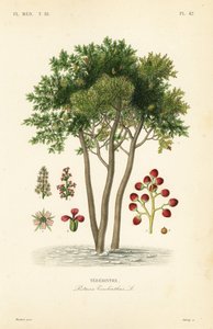 Terebinto o árbol de trementina, Pistacia terebinthus de Unbekannt