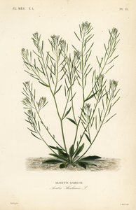 Berro de Thale, berro de oreja de ratón o arabidopsis, Arabidopsis thaliana, Arabis thaliana, Arabette rameuse