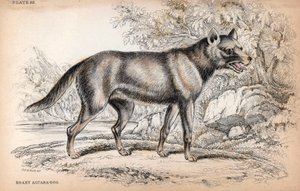 El Zorro Chenu o Zorro de Brasil, Lycalopex vetulus - Litografía del Coronel Charles Hamilton Smith para ilustrar Naturalist