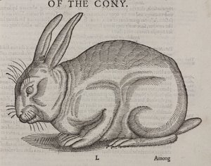 El Conejo de Unbekannt