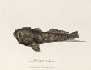 "El dudoso Lophius