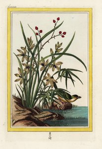 El Eléboro de China. Orquídea eléboro, Cephalanthera longifolia. Grabado coloreado a mano de Pierre Joseph Buchoz 