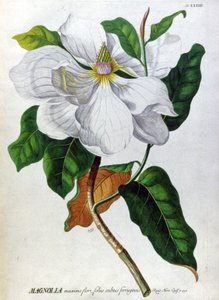 La Magnolia de Unbekannter Künstler