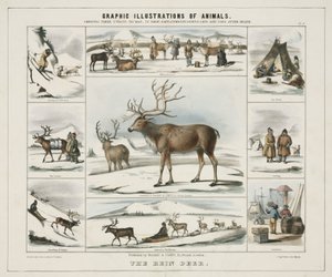El reno, c. 1845
