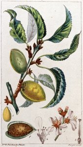 El almendro, c. 1801-1850 (grabado) de Unbekannter Künstler