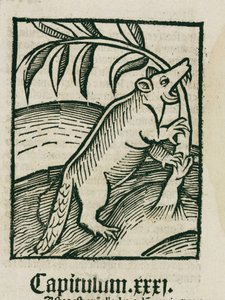 El castor de Unbekannt