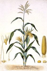 El maíz, c.1880-1900 (grabado)