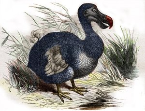 El dodo de Unbekannter Künstler