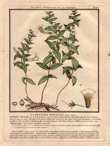 La gratiola officinale (Gratiola officinalis). Planta venenosa, descripción de la planta, tallo, hojas, flores y raíces. Detalles del cáliz, el pistilo y la cápsula. Eau forte en couleurs Siglo XVIII, en Herbier de la France (1780-1793), dibujo, grabado y 