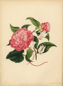 La Camelia de hojas de mirto o Rosa de Japón, La belleza es tu única atracción; El Ciclamen Persa, Desconfianza de Unbekannt
