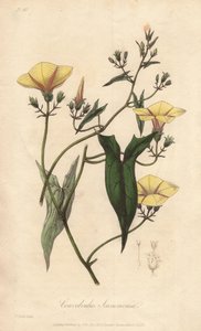 El escamón (Convolvulus scammonia) - Agua fuerte de William Clarke para ilustrar "Botánica Médica, Descripción de las Plantas Medicinales de Londres, Edimburgo y Dublín" de John Stephenson y James Morss Churchill, publicado en Londres por John Churc de Unbekannter Künstler
