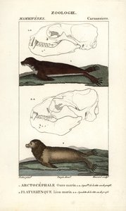 El oso marino o lobo fino del norte (arctocephale) y el león marino o lobo marino (platyrhynque) - Eau forte de Jean Gabriel Pretre (1780-1845), grabado por Carnonkel, para el diccionario de ciencias naturales: mamíferos de Frederic Cuvier, editado por Pie de Unbekannter Künstler
