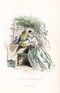 El honorario tubérculo y un narciso duende se cortejan en un banco de jardín, junto a un muro - Eau forte de Charles Geoffroy (1819-1882), basado en una ilustración de Jean Ignace Isidore Gerard dit J.J.Granville (1803-1847), para Les fleurs animees